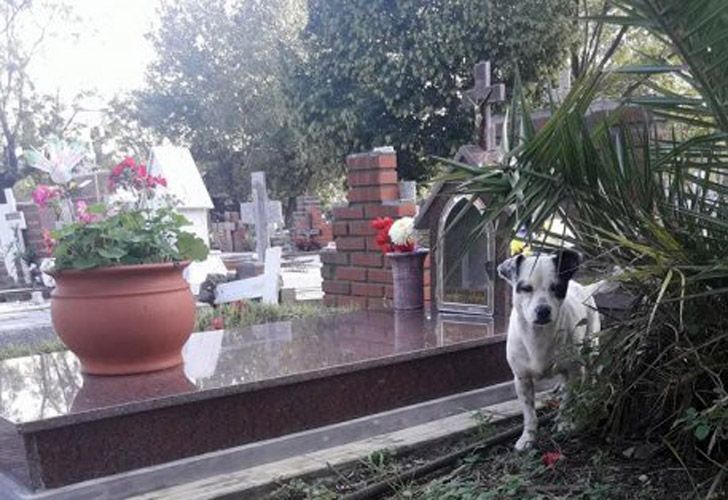 El amigo más fiel. Un perro no se despega de la tumba de su dueño en un cementerio de Boulogne. La imagen del animal se viralizó rápidamente.