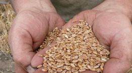 Trigo pan. Un dato clave en un escenario auspicioso para la siembra del cereal que genera grandes expectativas entre los productores.