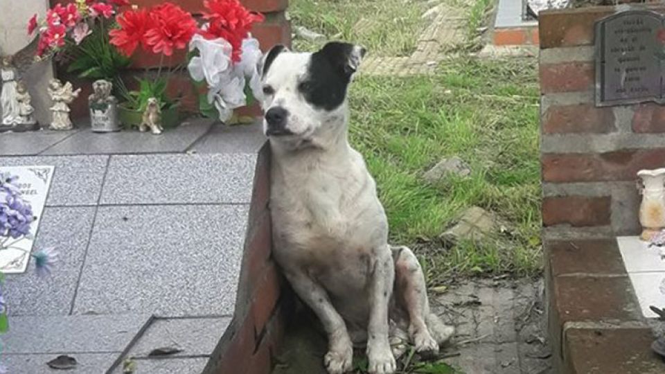 El amigo más fiel. Un perro no se despega de la tumba de su dueño en un cementerio de Boulogne. La imagen del animal se viralizó rápidamente.