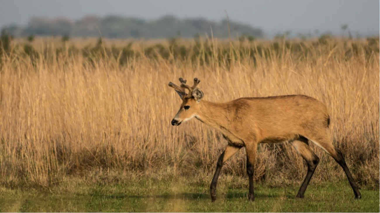 Ciervo de los pantanos: en vías de extinción