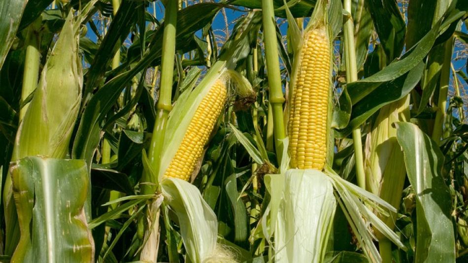 Datos. el maíz en grano totalizó operaciones de comercio exterior por 1.467 millones de dólares entre enero y abril, 51 por ciento por encima de los 967 millones de dólares del mismo lapso de 2017.