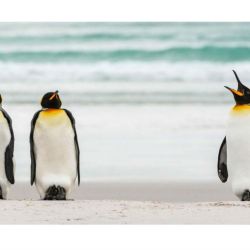 3 pingueinos_0
