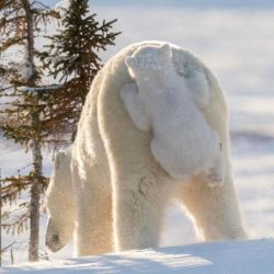 30 oso-polar