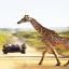 africa 7