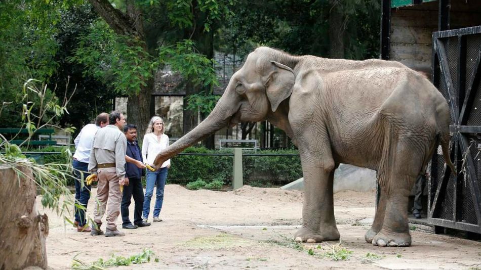 elefanta pelusa zoologico la plata 20180604