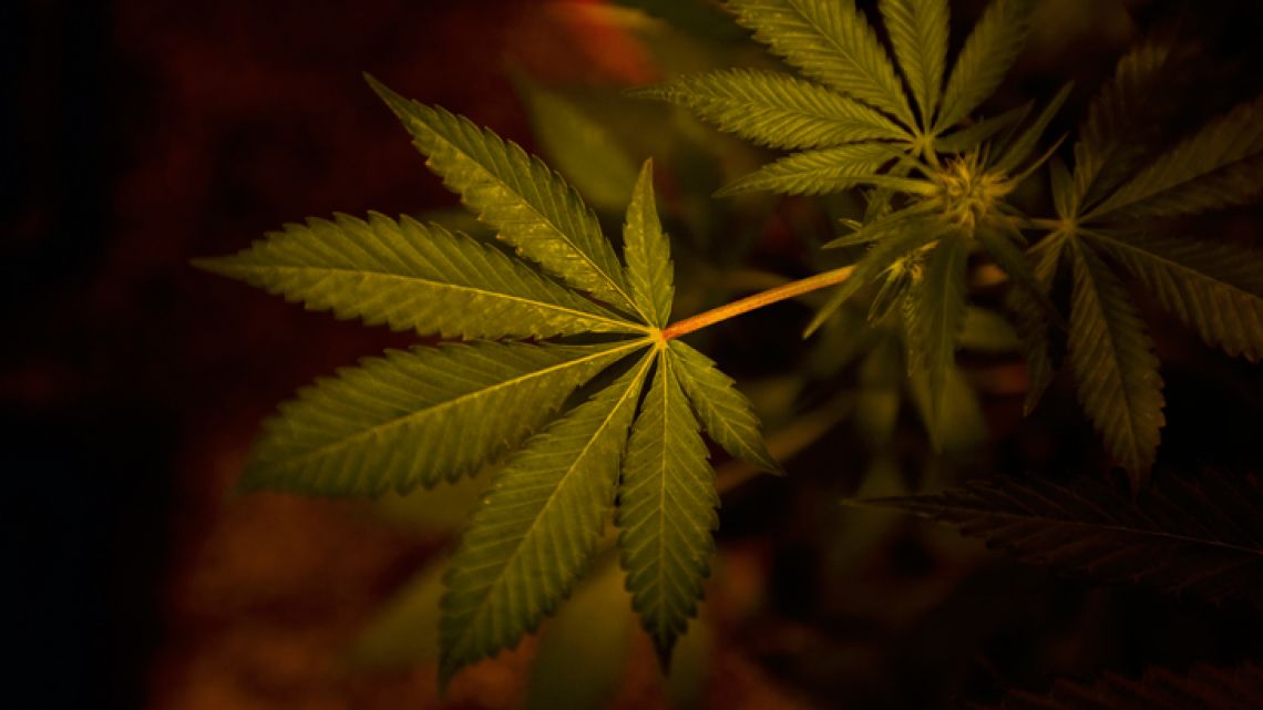 A marijuana plant grows at El Piso cannabis club in Montevideo, Uruguay. Marijuana went on sale in just over a dozen pharmacies in Uruguay last year under a 2013 law that made it the first nation to legalise a pot market covering the entire chain from plants to purchase, however the government has failed to meet rising demand for legal marijuana and is now urgently studying now to boost production to undercut drug-traffickers who continue to control the black market.