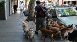 perros en las calles