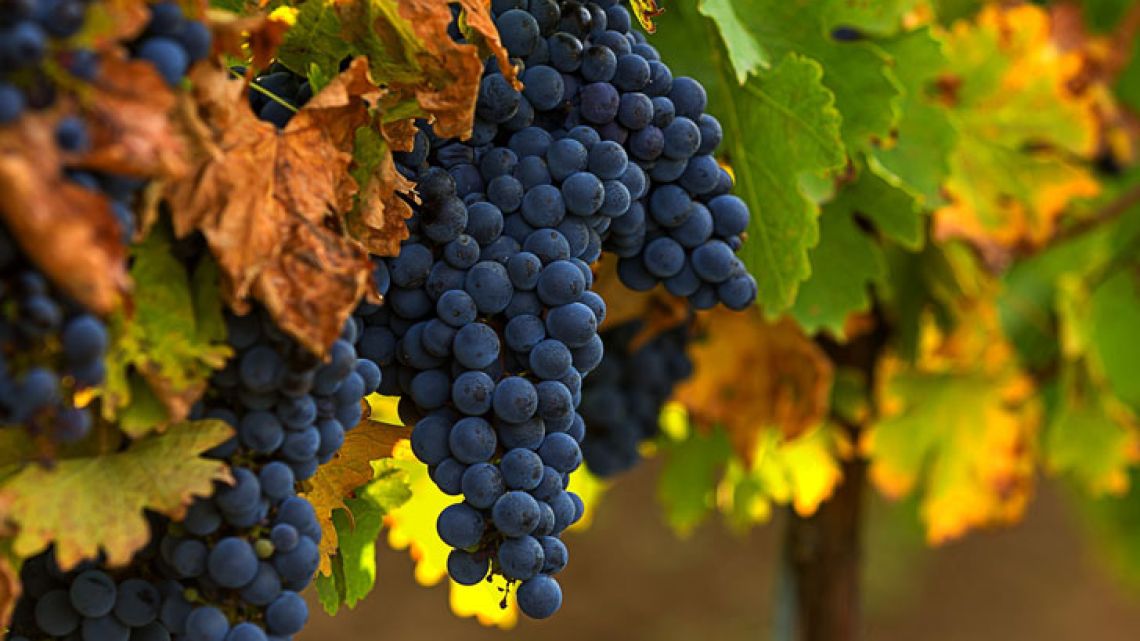 cepas-vinos-argentinos-merlot