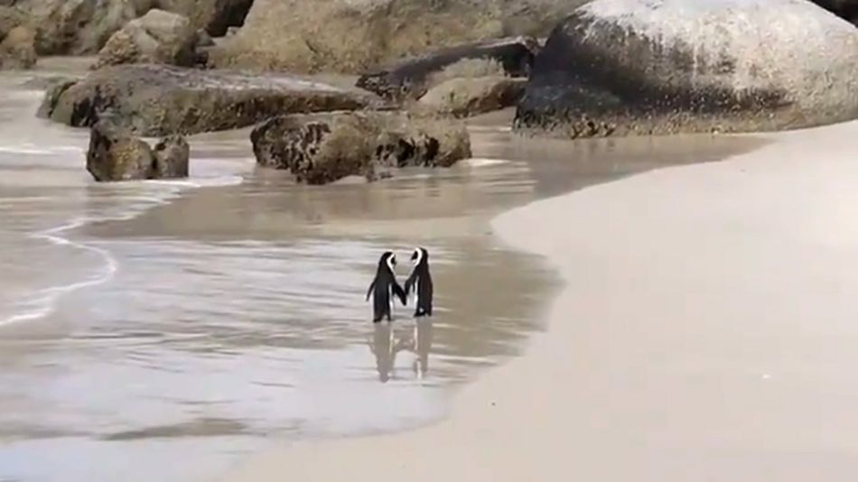 Pinguinos d ela mano07052018