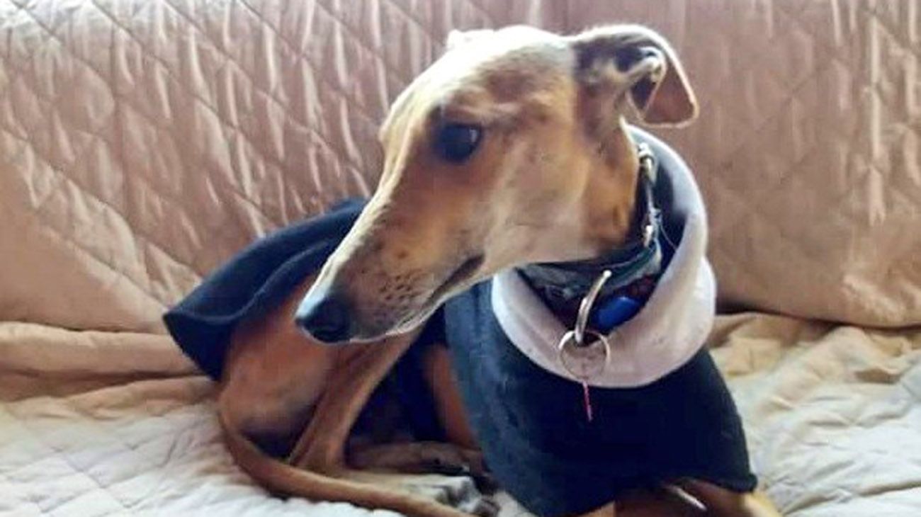 Decenas de galgos rescatados de la calle, o de las carreras clandestinas, serán regalados a familias que quieran adoptarlos.