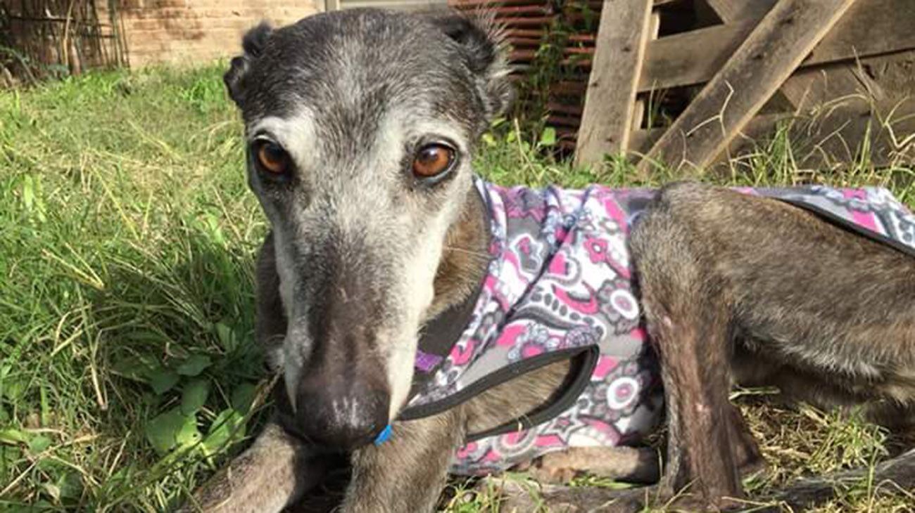 Decenas de galgos rescatados de la calle, o de las carreras clandestinas, serán regalados a familias que quieran adoptarlos.