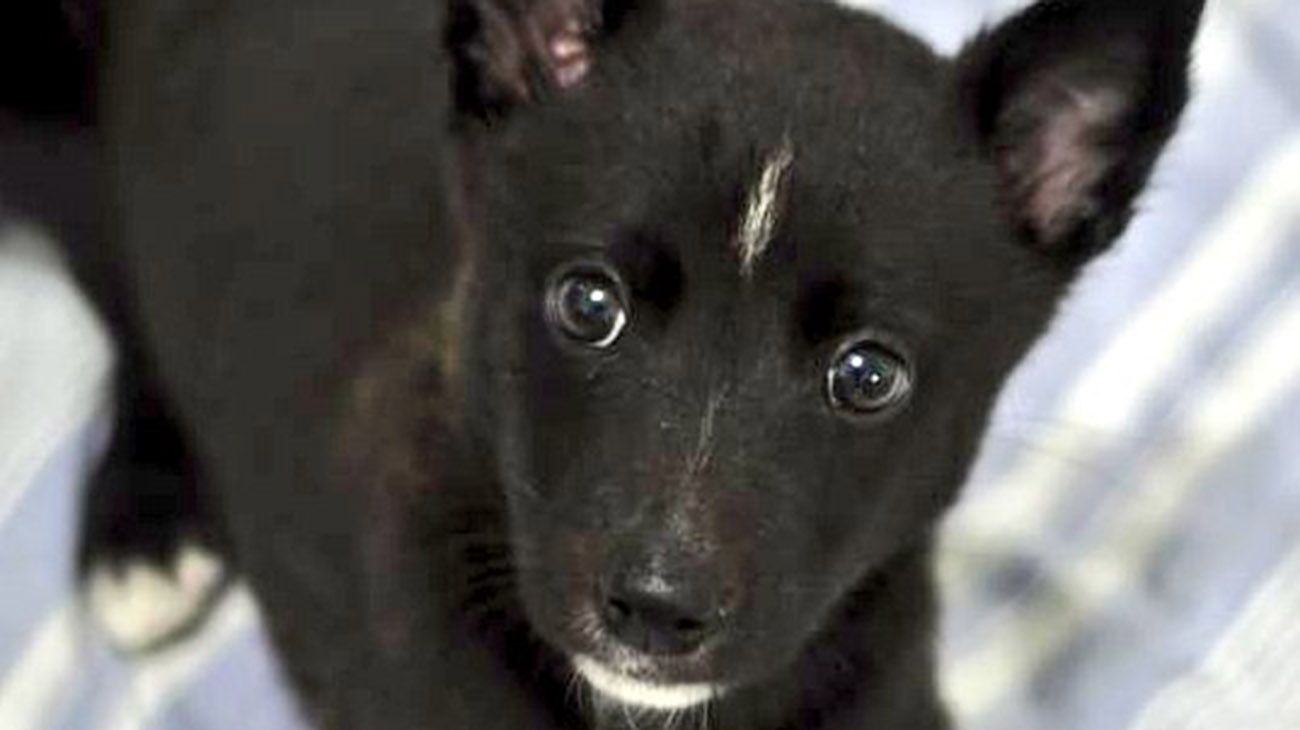 Decenas de galgos rescatados de la calle, o de las carreras clandestinas, serán regalados a familias que quieran adoptarlos.