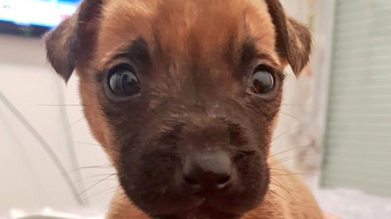 Decenas de galgos rescatados de la calle, o de las carreras clandestinas, serán regalados a familias que quieran adoptarlos.