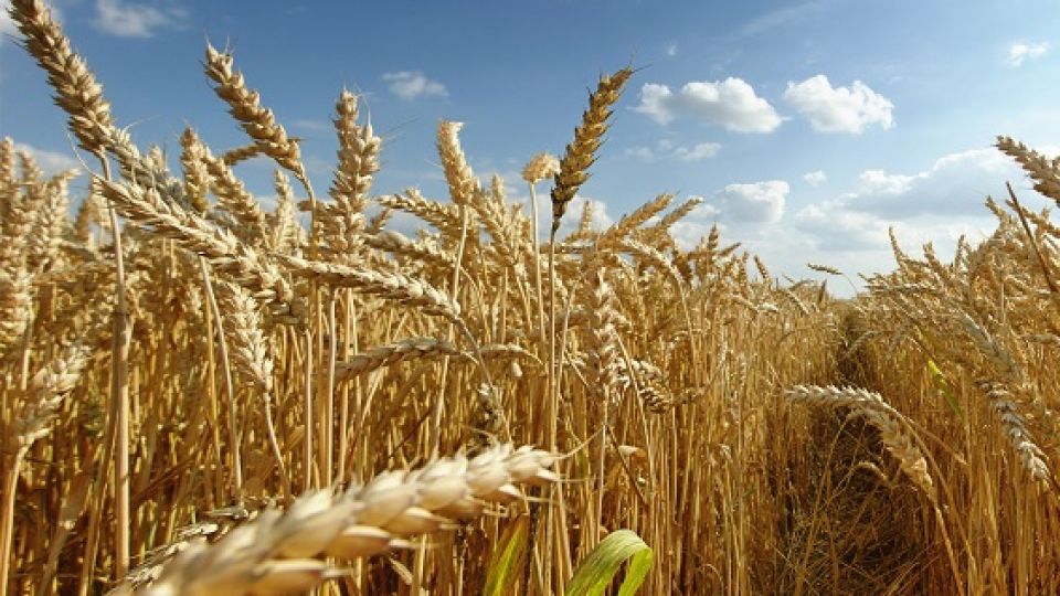 GRANO DORADO. La cadena de valor del trigo dejaría al fisco unos US$725 millones en la campaña que se inicia (es un aumento del 19%).
