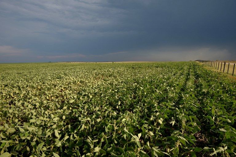 El glifosato usado en el campo argentino es, según la OMS, probablemente cancerígeno, usado para los cultivos con semillas transgénicas.