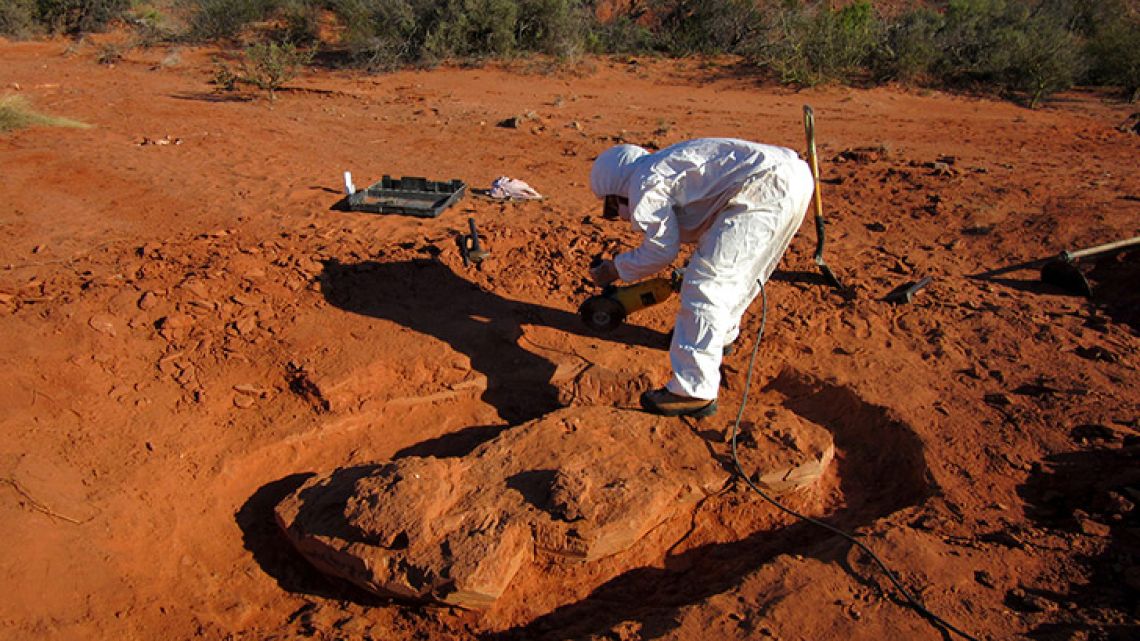 Agencia CTyS photo shows investigator working on the extraction of the remains of a giant dinosaur - named 'Ingenia prima' - from the Balde de Leyes formation, near Marayes, San Juan province.