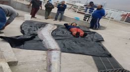 El ejemplar fue pescado en el borde costero de Iquique.