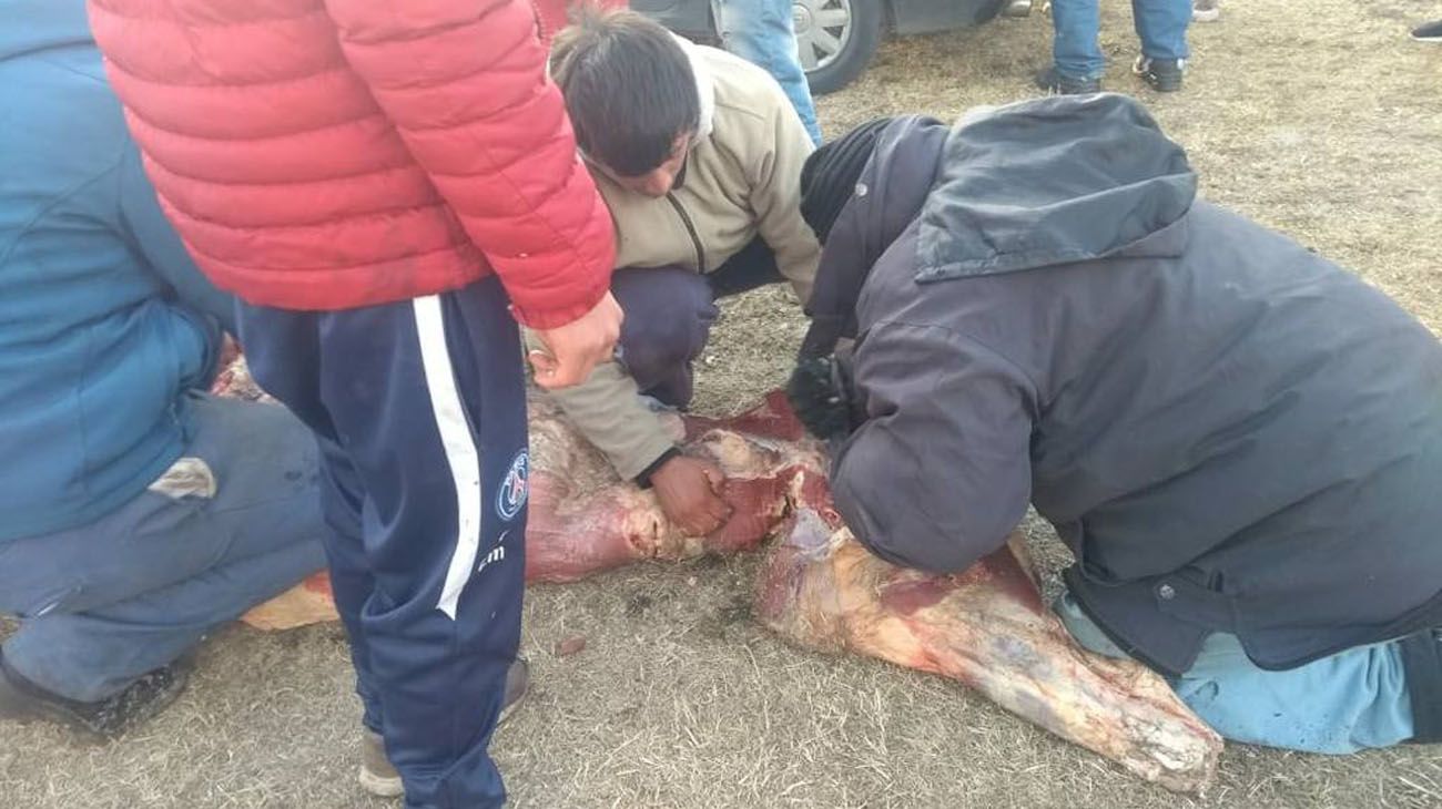 El vehículo perdió la carga y los vecinos le pidieron autorización al camionero para llevarse la carne.