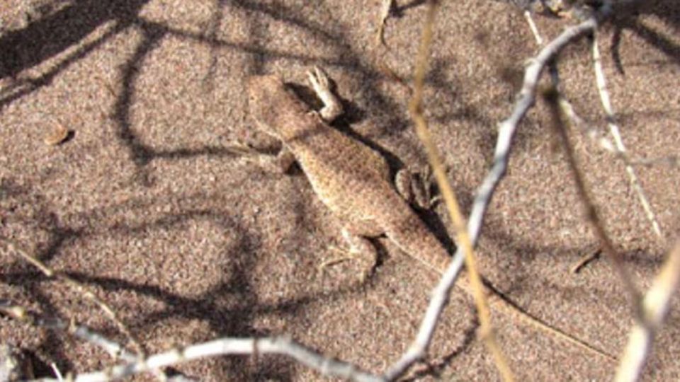 El reptil, Liolaemus cuyumhue, habita sitios arenosos de Aguada Pichana, Aguada San Roque, Loma La Yegua, en el Bajo de Añelo y fue descrita en una publicación científica que da cuenta de su existencia en el año 2009.