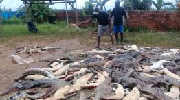 matanza de cocodrilos en indonecia