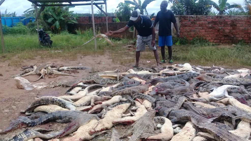 matanza de cocodrilos en indonecia