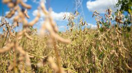 Soybean Harvest As World Soy Reserve Estimate Beats All Forecasts 