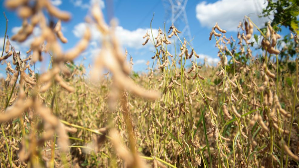 Soybean Harvest As World Soy Reserve Estimate Beats All Forecasts 