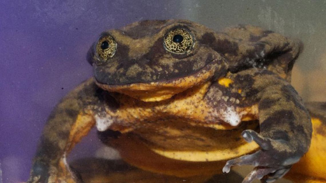 Romeo (Telmatobius yuracare), a rare water frog from Bolivia, faces grim reproductive prospects, and has little time left.
