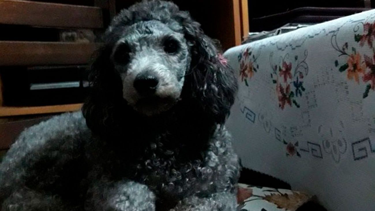 Una pareja de de ancianos ofrece su pensión a quienes encuentren a una perrita que les robaron.