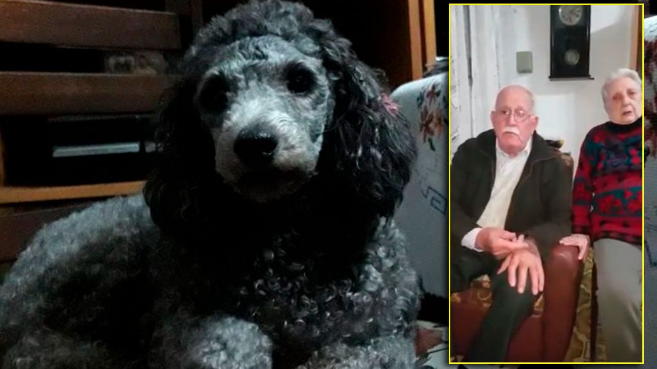 Una pareja de de ancianos ofrece su pensión a quienes encuentren a una perrita que les robaron.