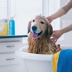 how-to-wash-your-dog