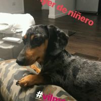 fabian-cubero-cuidando-perros4