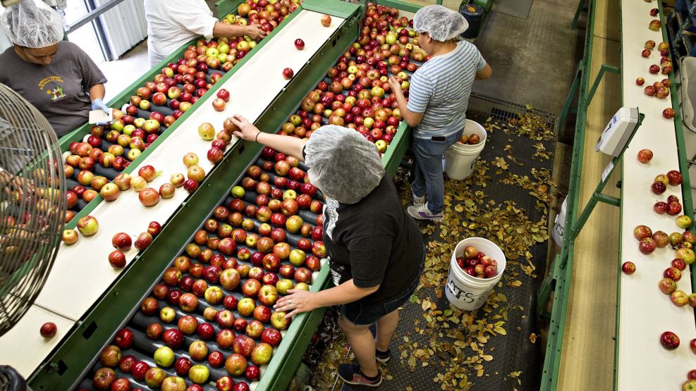 Apple Harvest And Processing As Picking Season Is In Full Swing