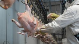 CINCAP desmiente el uso de hormonas en la alimentación de los pollos.