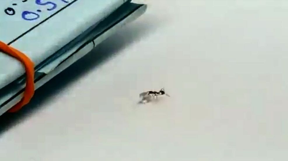 hormiga intenta robar un diamante08142018