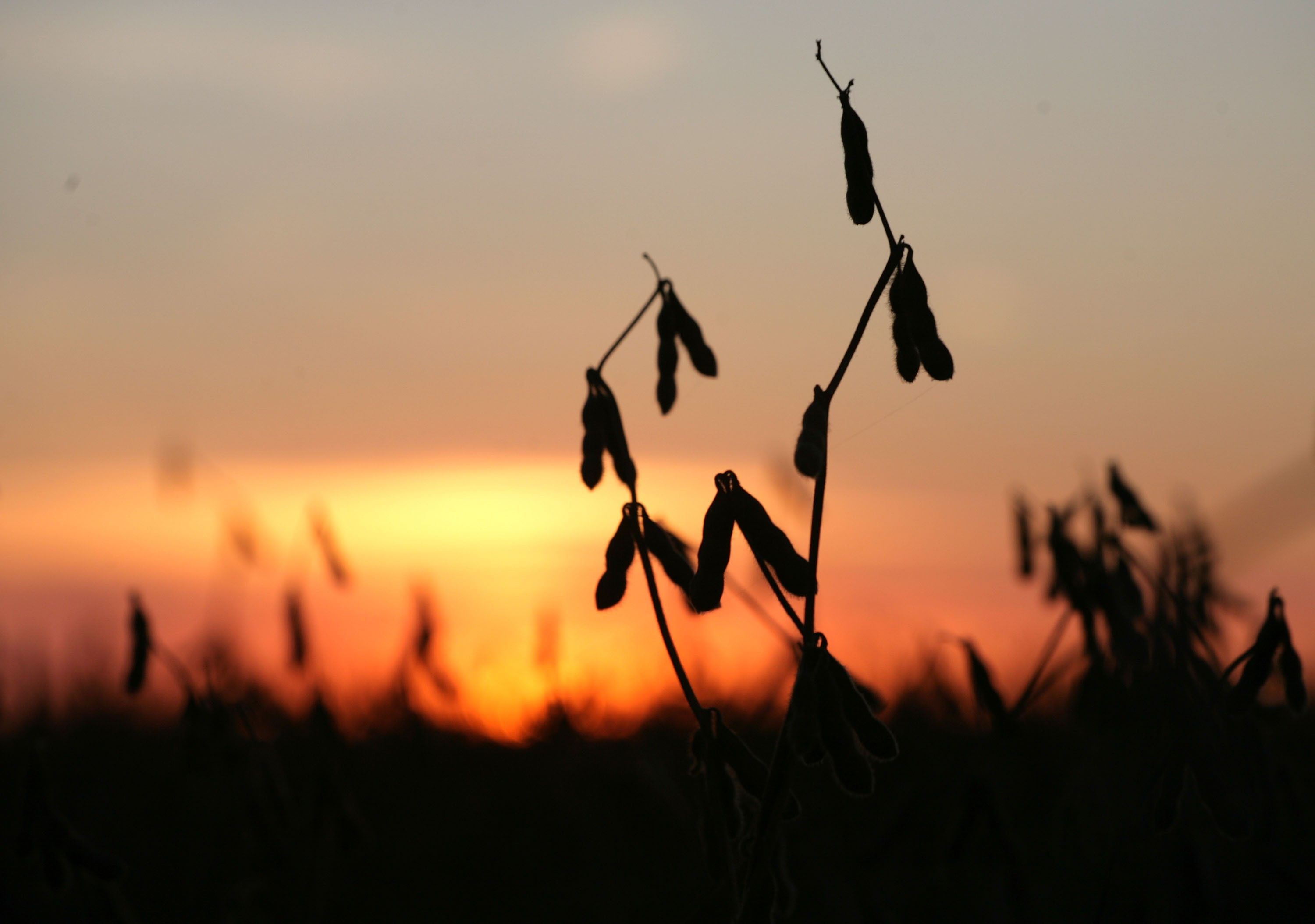 Unrelenting Drought Means More Suffering for Argentine Soy