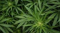 Marijuana plants grow