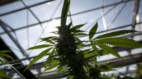 A flowering cannabis plant grows in a greenhouse