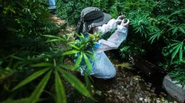 Inside Breath Of Life Pharma As Israel Poised To Become Global Medical Cannabis Research Hub 