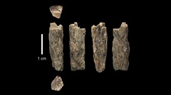 neandertal denisovano
