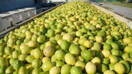 EXPORTACIÓN. Se logró durante agosto reanudar las exportaciones de limones hacia Japón.
