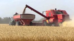 Según la Bolsa de Cereales, las buenas condiciones climáticas mantienen un nivel de humedad adecuado en los lotes de trigo.