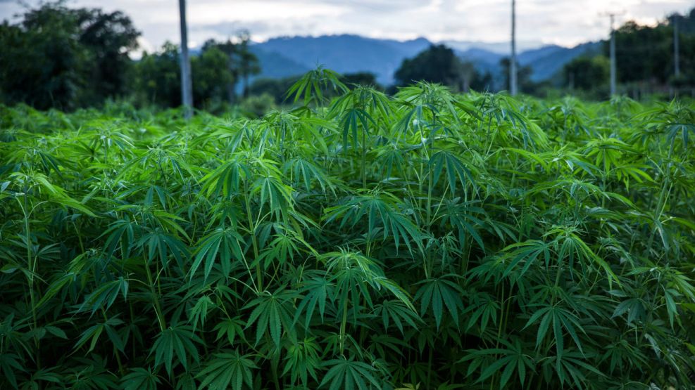 Plantación de cannabis marihuana