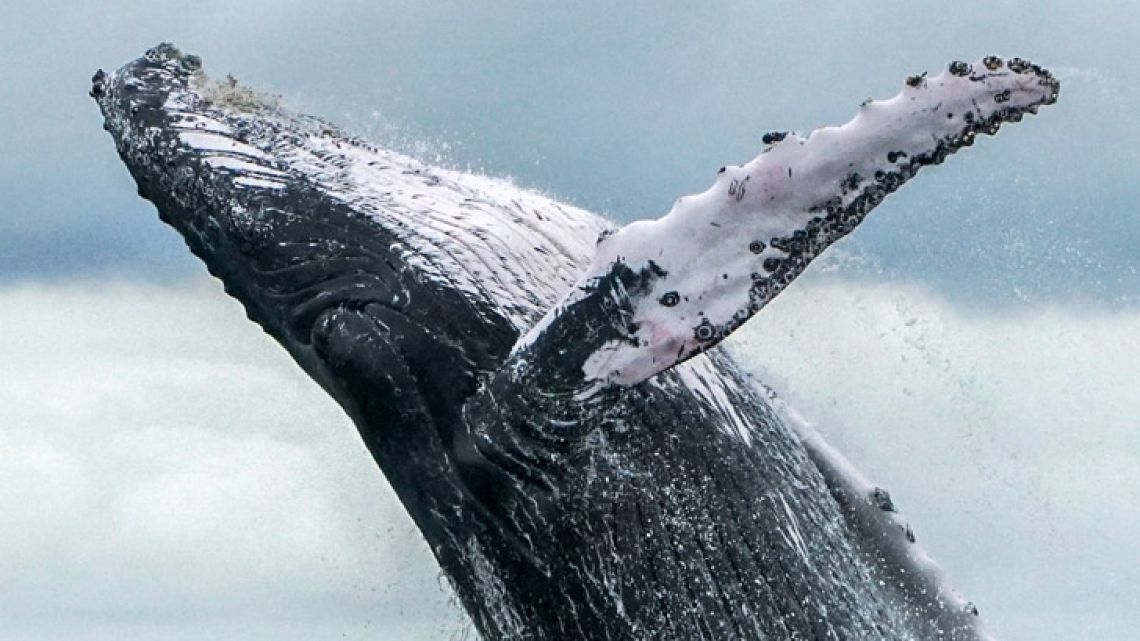 In this file photo taken on August 2018, a humpback whale jumps in the surface of the Pacific Ocean at the Uramba Bahia Malaga National Natural Park in Colombia. On September 10, 2018 pro- and anti-whaling nations gathered in Brazil for a week-long showdown, where the incoming chairman of the bitterly-divided International Whaling Commission (IWC) Joji Morishita said the crucial talks during the meeting could determine the future of whaling.