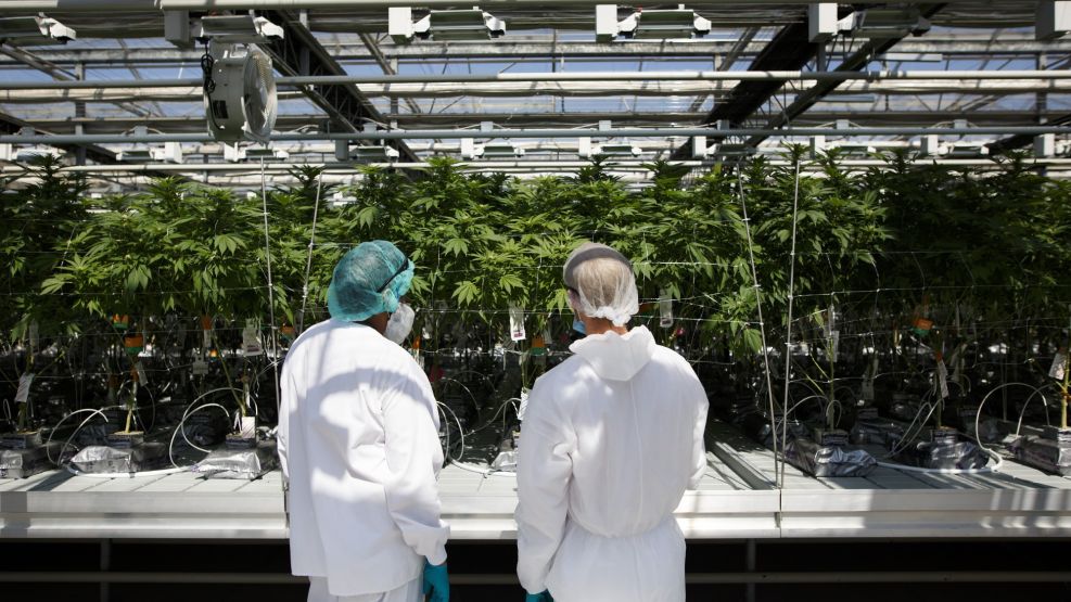 Inside CannTrust Holdings Inc. Niagara Perpetual Harvest Greenhouse As Big Money Tests Marijuana Waters