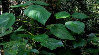Gympie-Gympie, la planta más venenosa del mundo