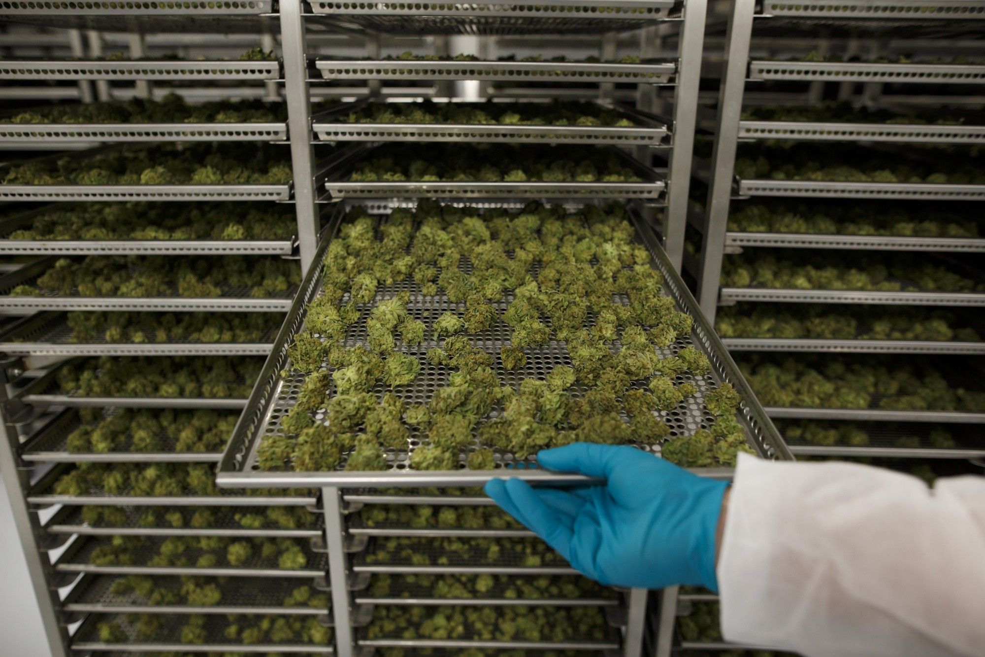 Inside CannTrust Holdings Inc. Niagara Perpetual Harvest Greenhouse As Big Money Tests Marijuana Waters