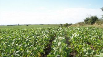 SOJA. Según Ignacio Moyano de Stoller hay que hacer docencia para explicar los beneficios de los bioestimulantes.