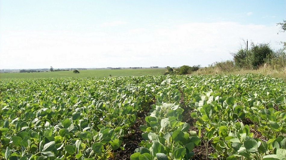 SOJA. Según Ignacio Moyano de Stoller hay que hacer docencia para explicar los beneficios de los bioestimulantes.