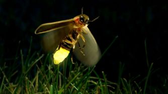 ¿Para qué usan su luz las luciérnagas?